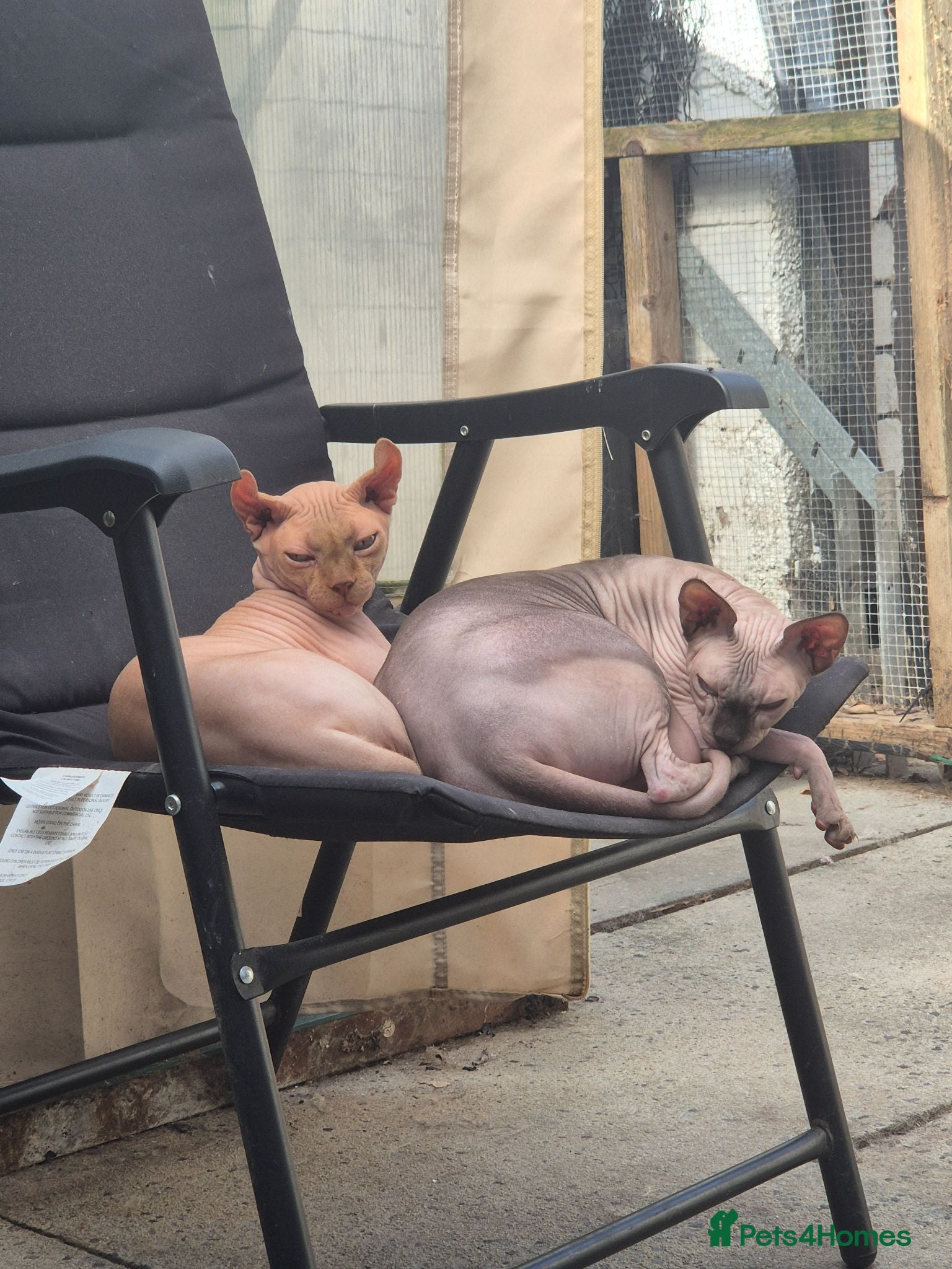 Sphynx cats A pair of sphynx - Advert 1