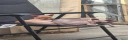 Sphynx cats for sale: A pair of sphynx - Advert 1