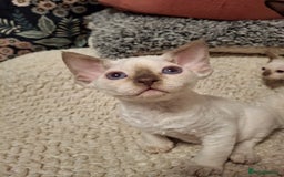 Devon Rex cats for sale: 🐱 Wonderful kittens Devon rex - Image 5