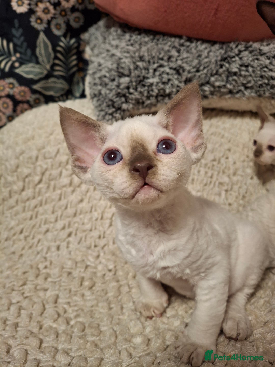Devon Rex cats for sale: 🐱 Wonderful kittens Devon rex - Image 5