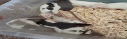 Rat rodents for sale: Friendly dumbo rats  - Advert 1
