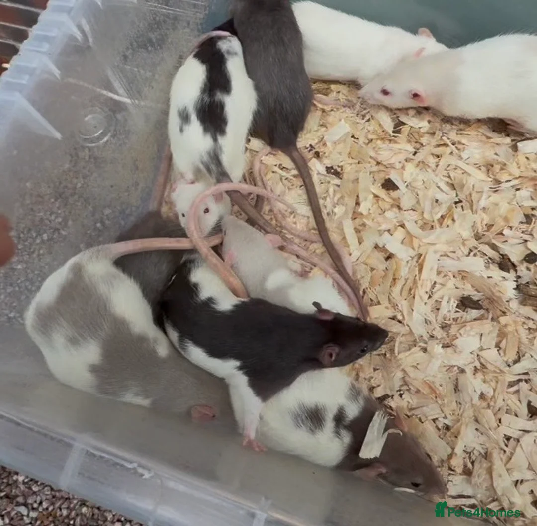 Rat rodents for sale: Friendly dumbo rats  - Advert 1
