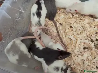 Rat rodents for sale: Friendly dumbo rats - Advert 1