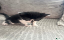 Mixed Breed cats for sale: 3 beautiful little boys  - Image 6