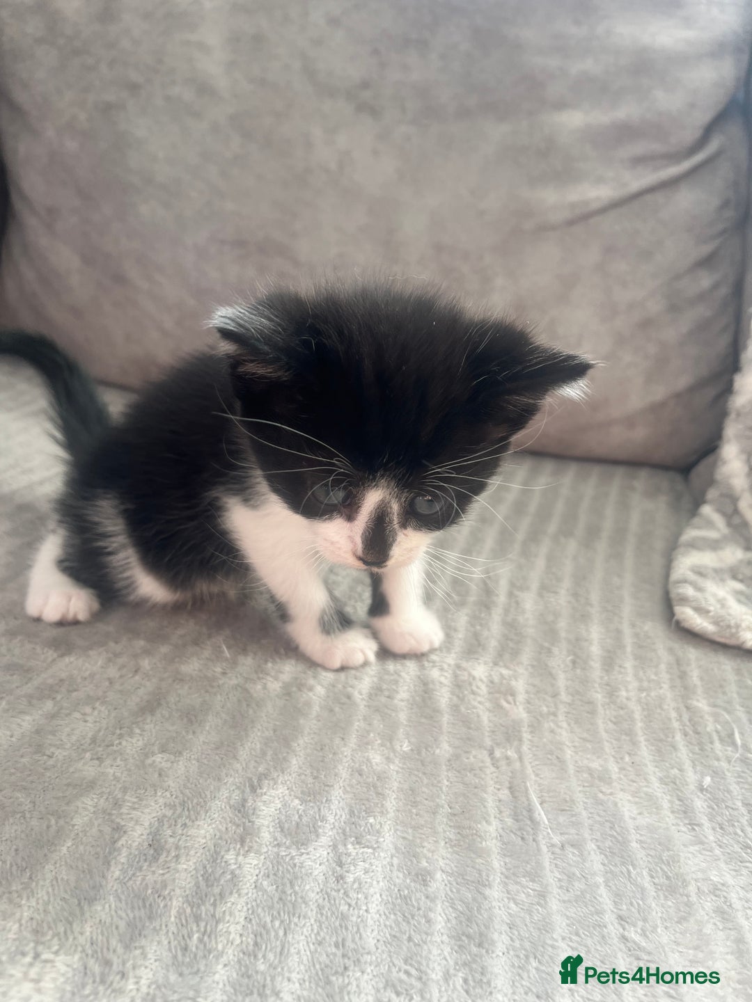 Mixed Breed cats for sale: 3 beautiful little boys  - Image 6