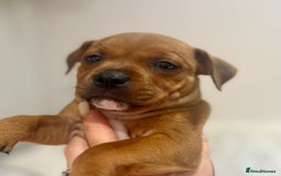 Staffordshire Bull Terrier dogs for sale: Red Staffordshire bull terrier puppies ❤️🐾 - Image 14