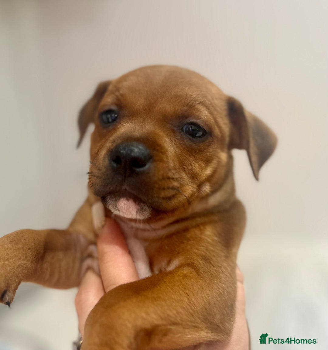Staffordshire Bull Terrier dogs for sale: Red Staffordshire bull terrier puppies ❤️🐾 - Image 14