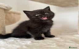 British Shorthair cats for sale: Adorable British Shorthairs available (5 females) - Image 5