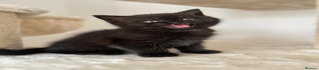 Black (with short white furs)