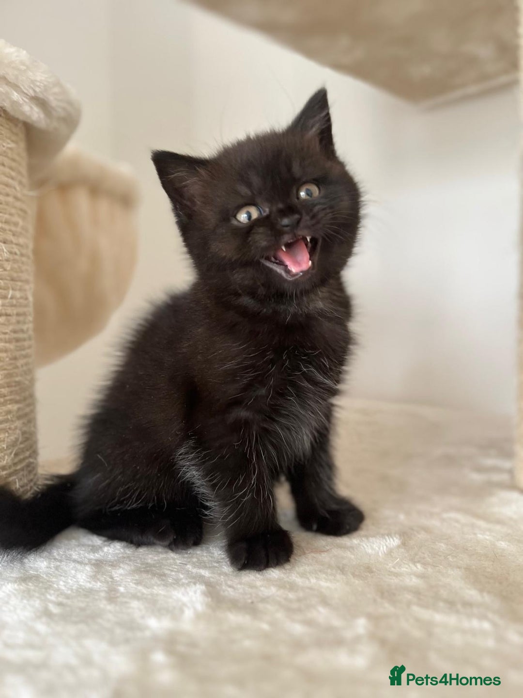 British Shorthair cats for sale: Adorable British Shorthairs available (5 females) - Image 5