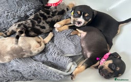 American Bully dogs for sale: Pocket bullies - Image 8