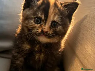 British Shorthair cats 7 beautiful gccf reg -British short hair kittens - Advert 15