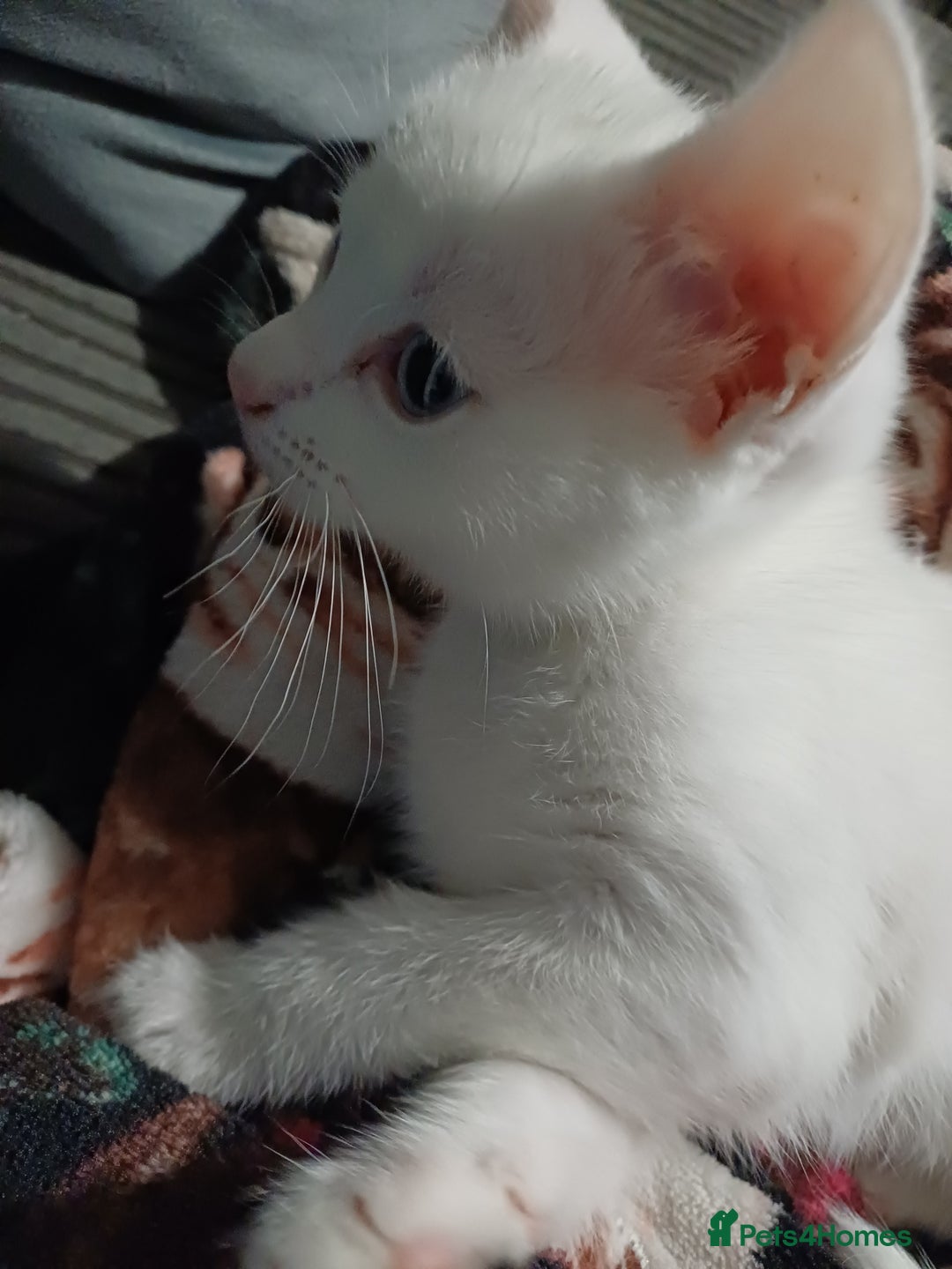 Khao Manee cats for sale: Female kitten blue eyes - Advert 6