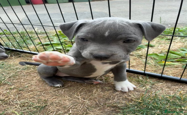 Staffordshire Bull Terrier dogs - Advert 2