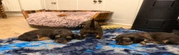 Dachshund dogs for sale: 2 KC Standard Long Haired Dachshund Puppies - Advert 17