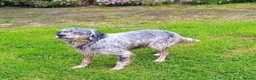 English Setter dogs for adoption: Sira (Inca) - Advert 4