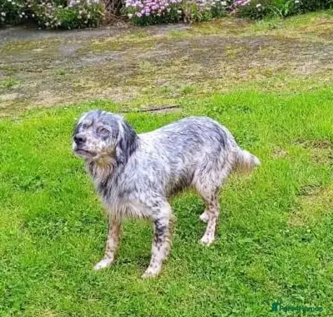 English Setter dogs for adoption: Sira (Inca) - Advert 4