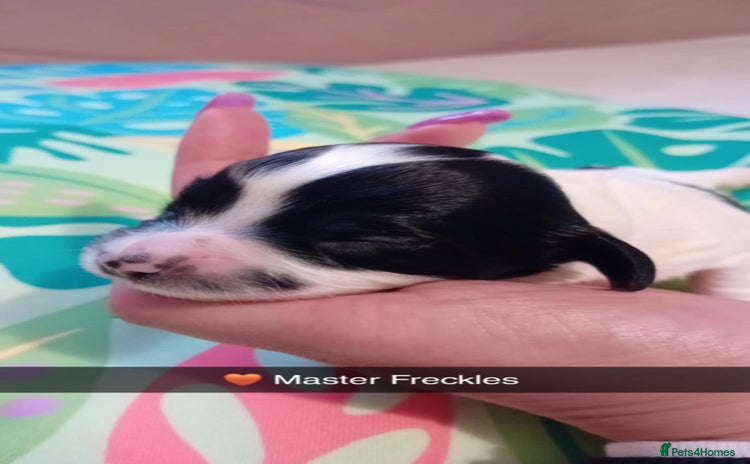 Mixed Breed dogs - Advert 1