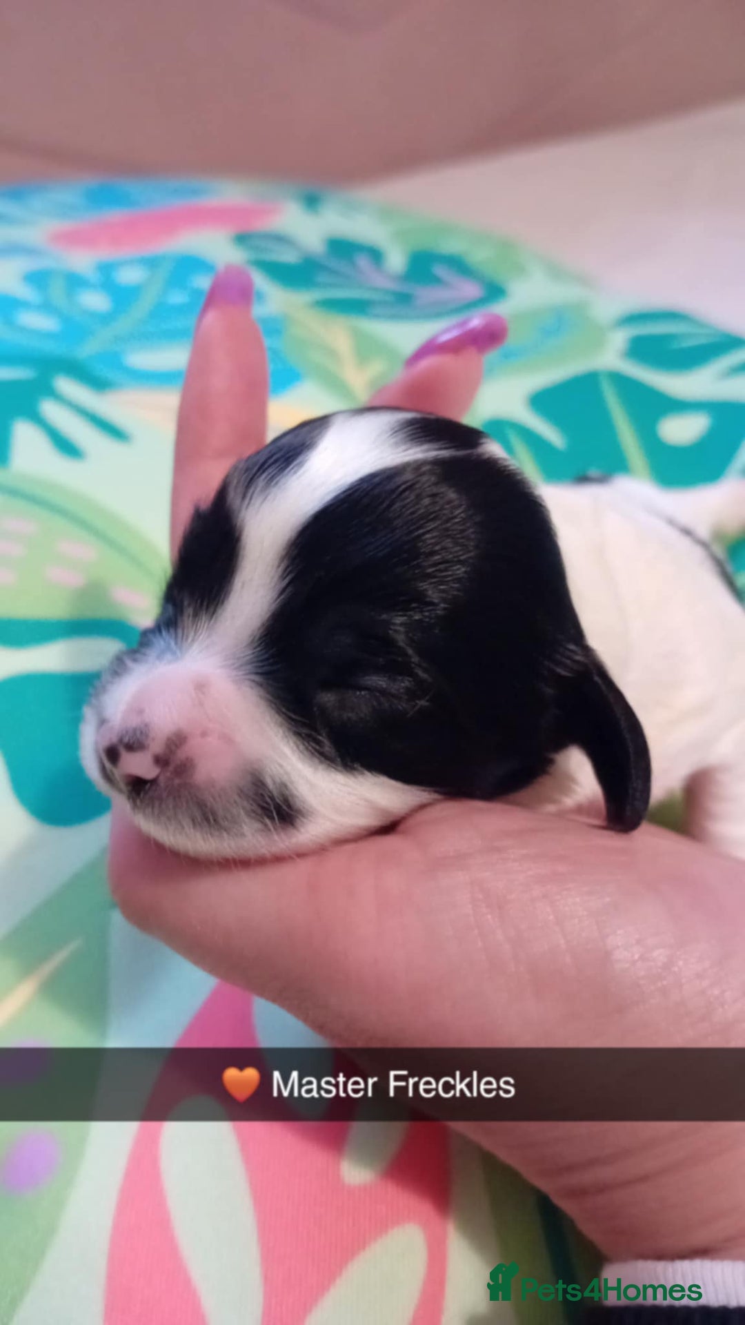 Mixed Breed dogs for sale: F1 Cockapoo x F1 Cavapoo Puppies (double doodles) - Image 1