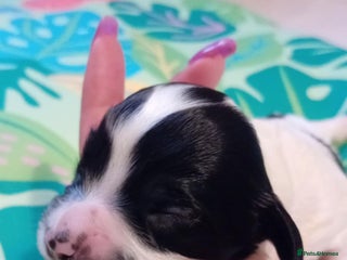 Mixed Breed dogs - Advert 2