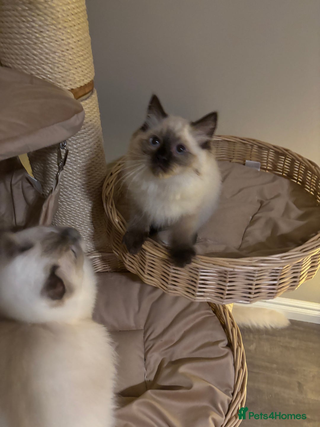 Ragdoll cats for sale: Stunning seal colourpoint boy gccf registered  - Advert 10