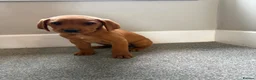 Labrador Retriever dogs for sale:  Fox red  Labrador puppys 1 AVAILABLE  - Advert 8