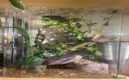 Stick Insects invertebrates for sale: Black beauty stick insects with setup - Image 2