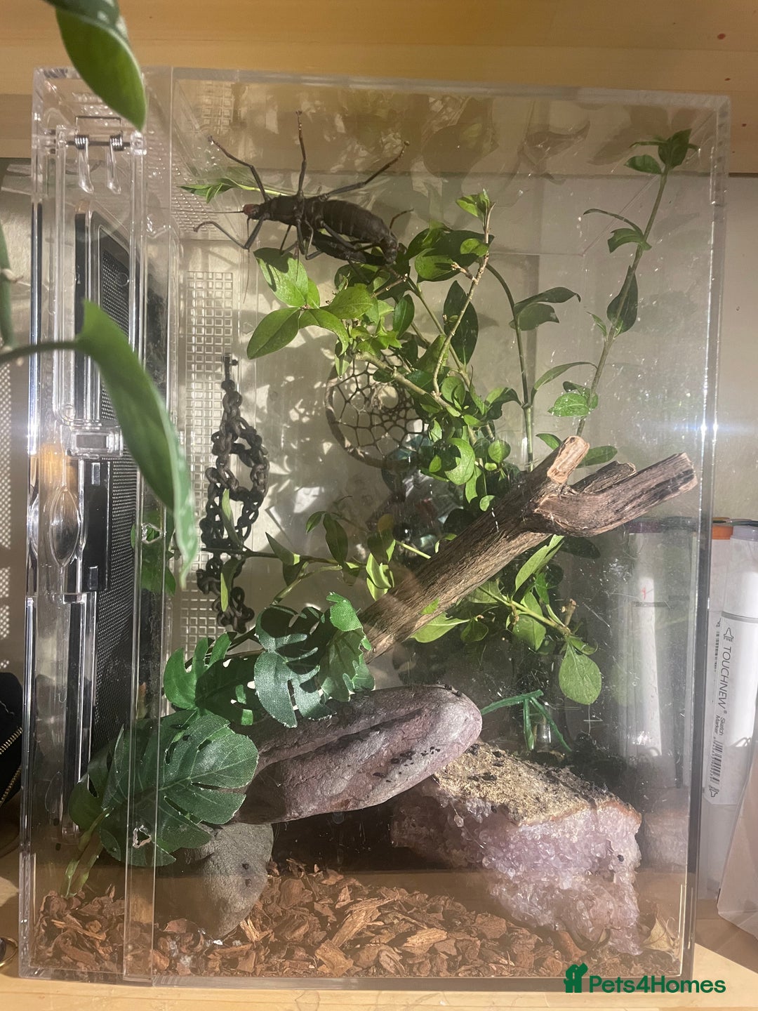 Stick Insects invertebrates for sale: Black beauty stick insects with setup - Image 2