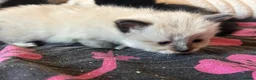 Mixed Breed cats for sale: Ragdoll x Maine coon kittens - Advert 9