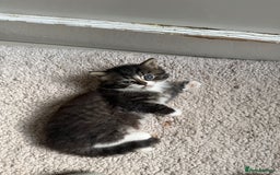 Mixed Breed cats for sale: British short/long hair x kittens ready to go  - Image 11