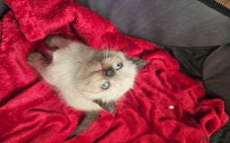 British Shorthair cats for sale: 5 Beautiful Short British haired Kittens  - Image 3