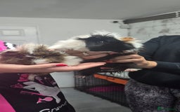 Guinea Pig rodents for sale: Loving long haired male guinea pigs with cages - Image 4