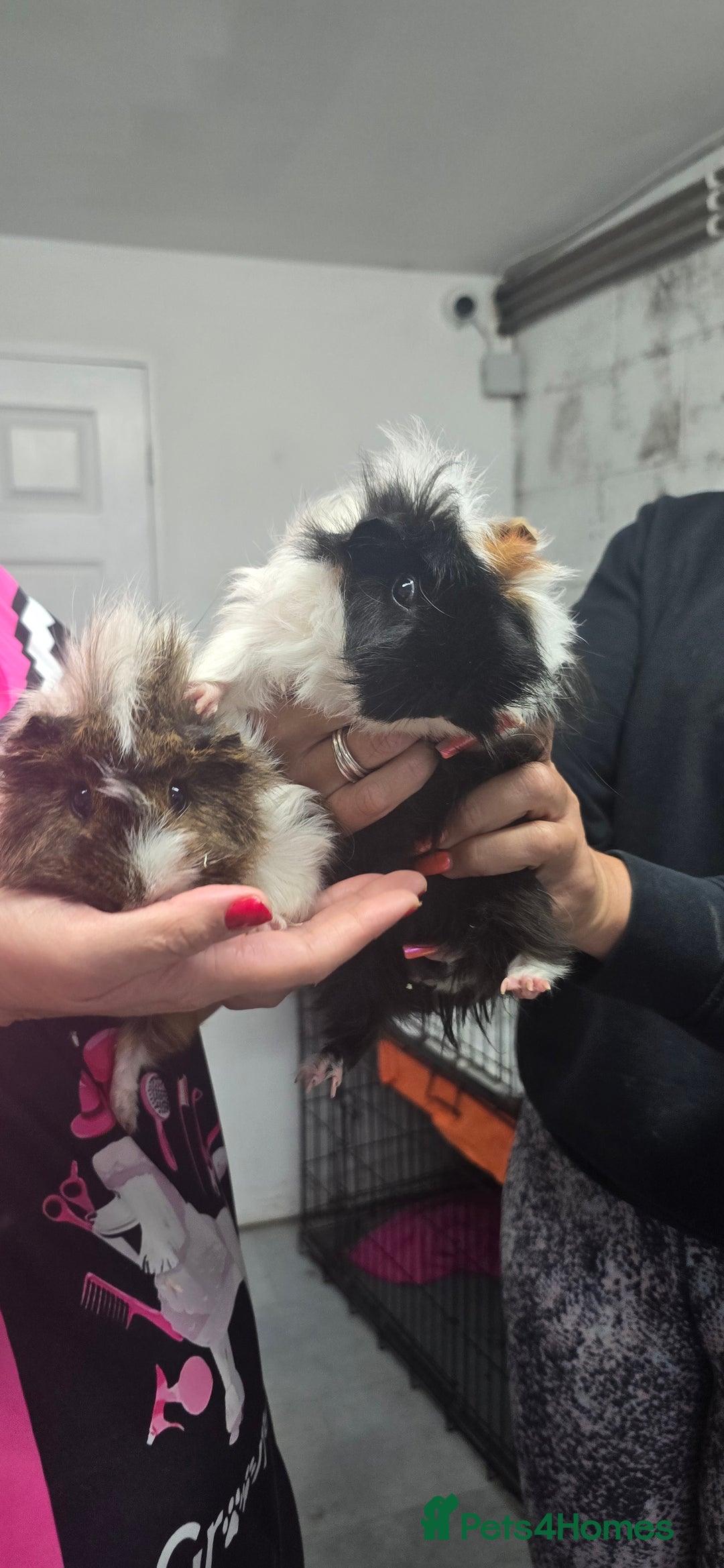 Guinea Pig rodents for sale: Loving long haired male guinea pigs with cages - Image 4