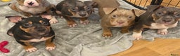 American Bully dogs for sale: 3 furbabies left ! ABKC Classic American Bullys - Advert 12