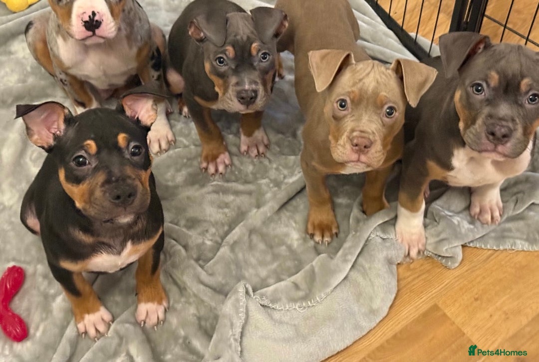 American Bully dogs for sale: 3 furbabies left ! ABKC Classic American Bullys - Advert 12