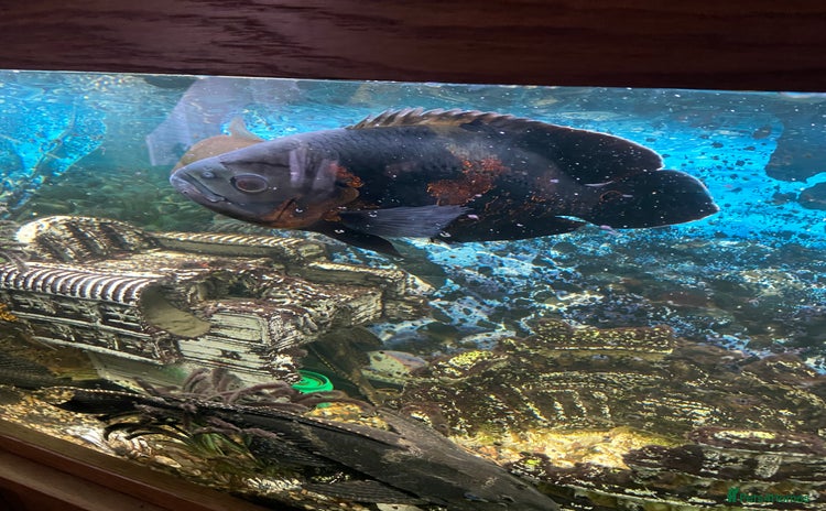 Cichlids fish for sale - Advert 1