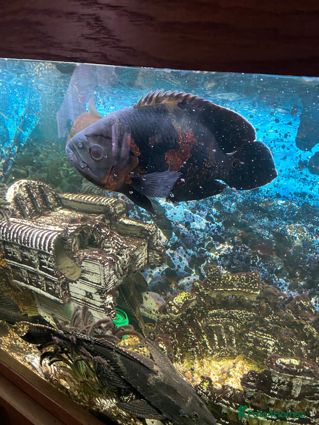 Cichlids fish for sale: Tiger Oscar fish  - Image 1