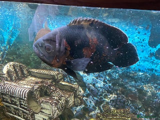 Cichlids fish - Advert 31