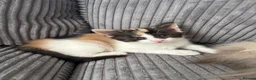 Maine Coon cats for sale: Maine coon & Turkish van mix - Advert 19