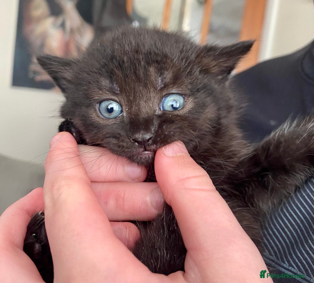 British Shorthair cats for sale: British shorthair black cross kittens  - Advert 15