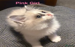 Ragdoll cats for sale: Ragdolls kittens- - Advert 16