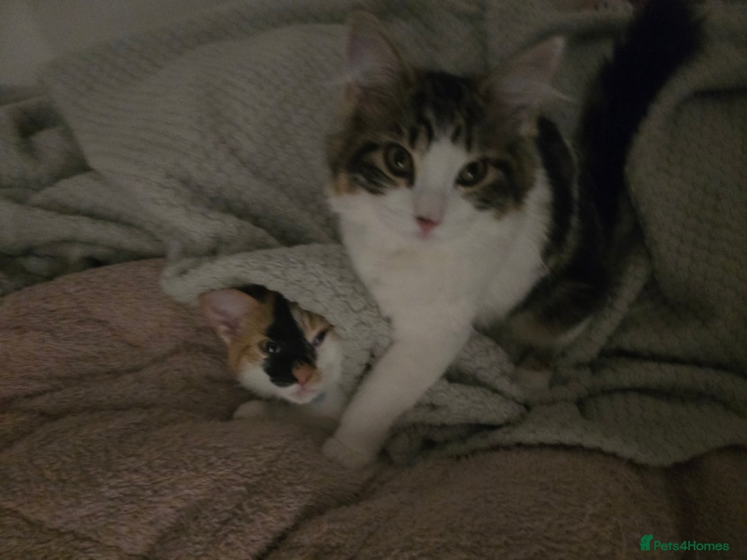 Mixed Breed cats for sale: Pair of bonded female kittens  - Advert 5