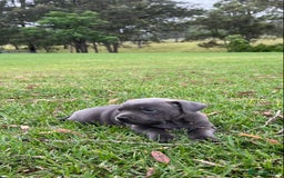 Staffordshire Bull Terrier dogs for sale: Staffordshire  puppies for sale - Image 4