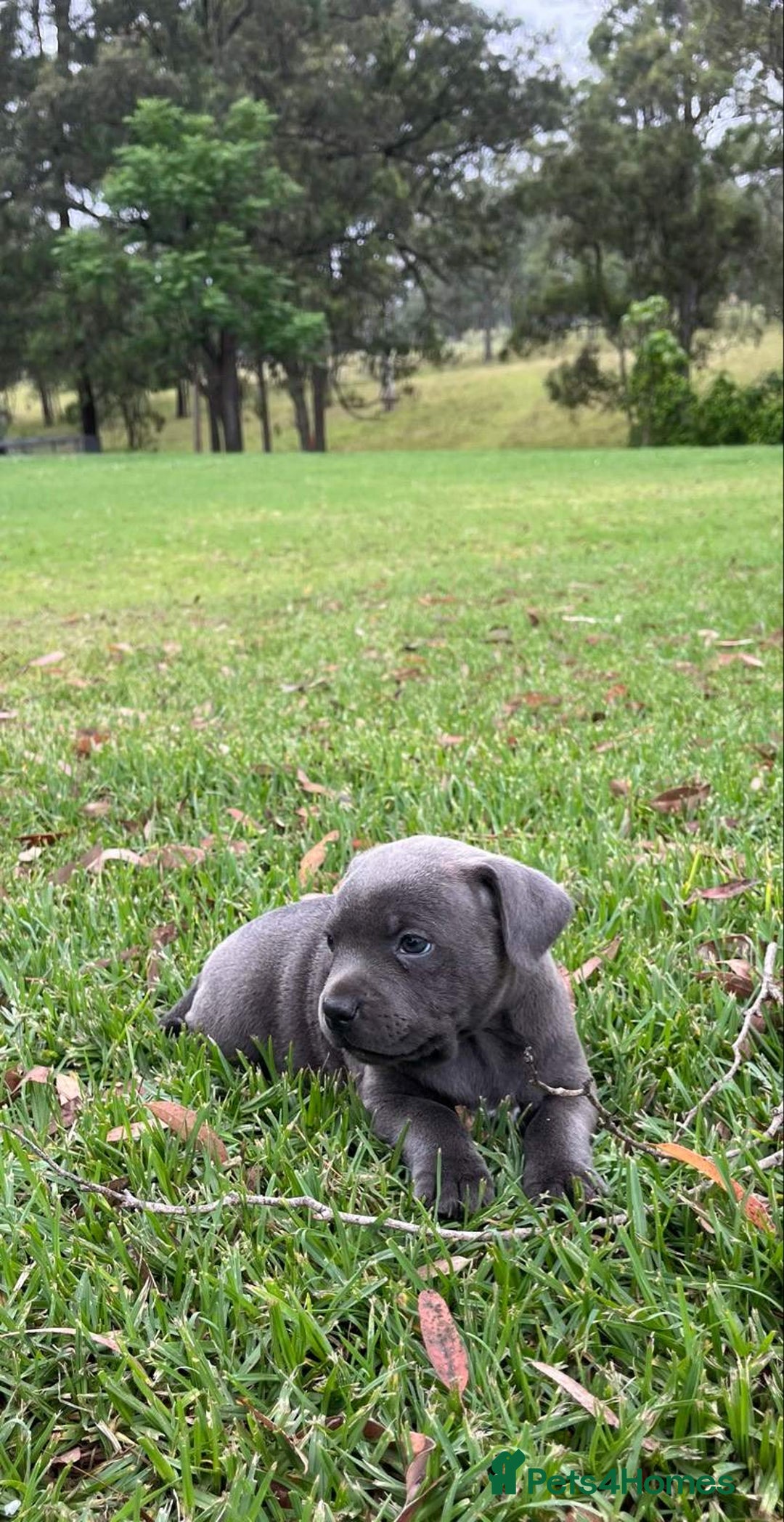 Staffordshire Bull Terrier dogs for sale: Staffordshire  puppies for sale - Image 4