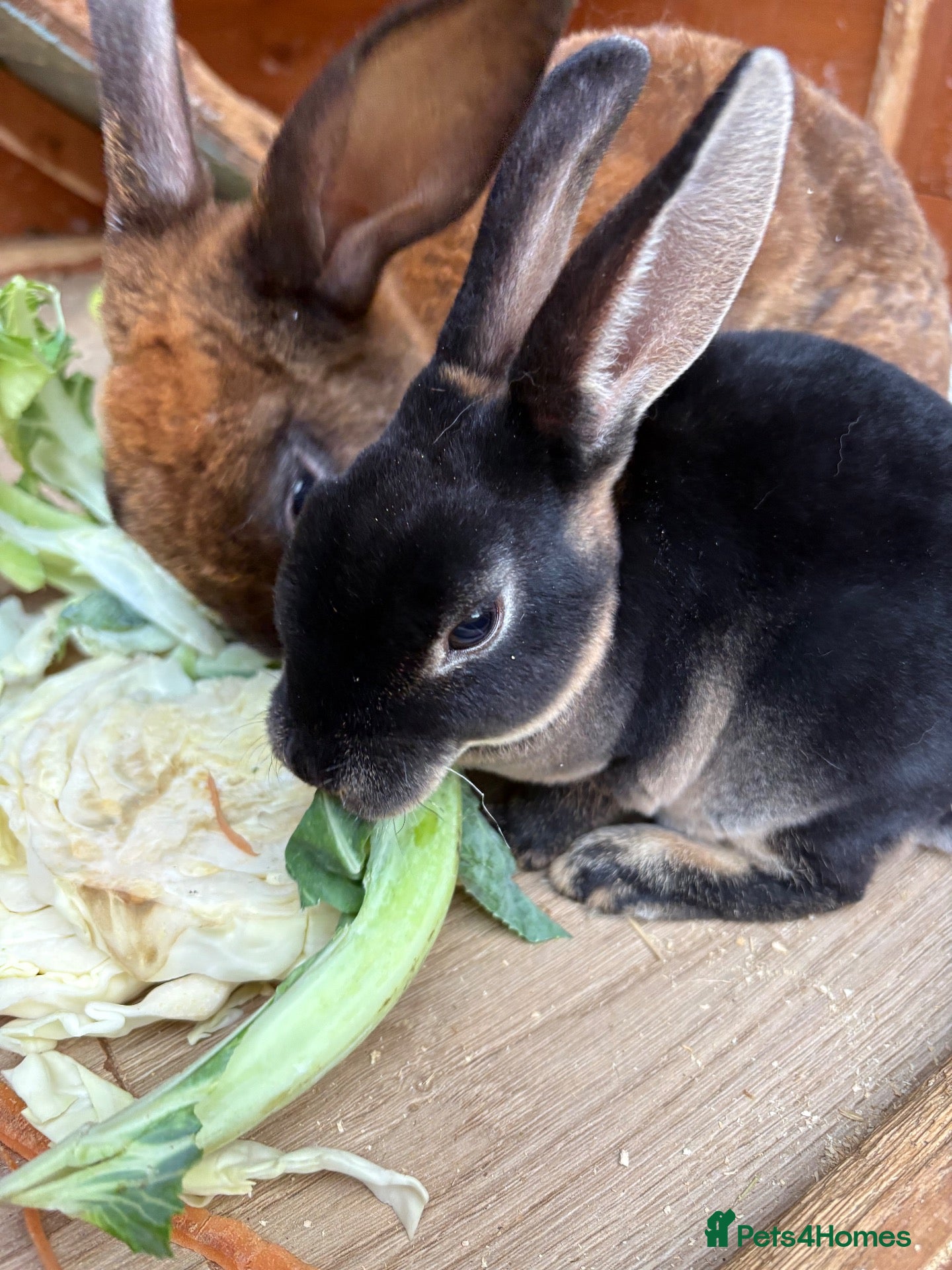 Rex rabbits Black Otter Mini Rex Bunnies  - Advert 4