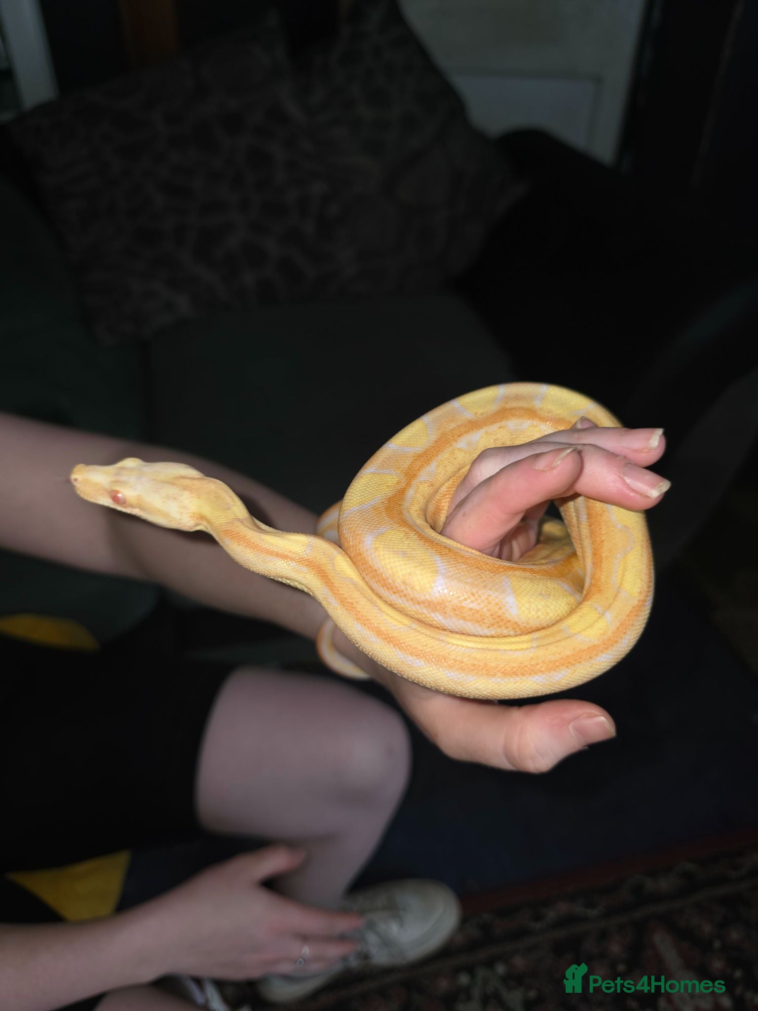 Boa Snake reptiles CB25 motley albino female boa constrictor  - Advert 1