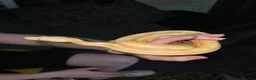 Boa Snake reptiles for sale: CB25 motley albino female boa constrictor  in Stourbridge - Advert 1