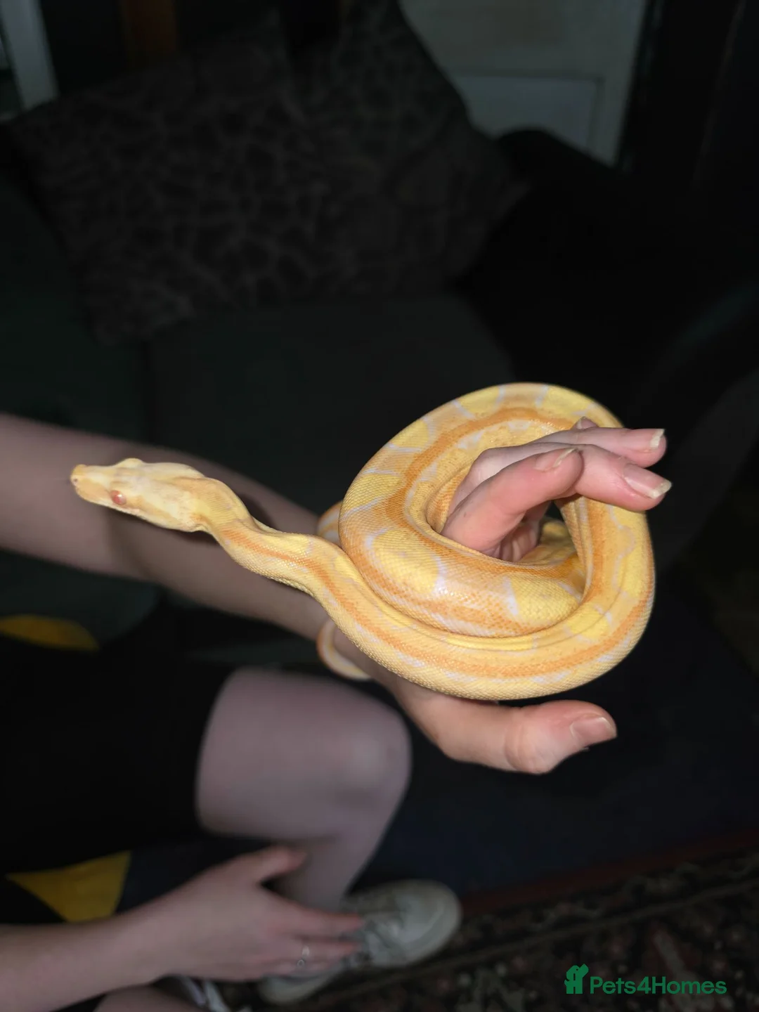 Boa Snake reptiles for sale: CB25 motley albino female boa constrictor  in Stourbridge - Advert 1