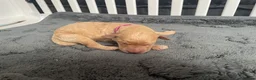 Labradoodle dogs for sale: Labradoodle Puppies For Sale - Advert 3