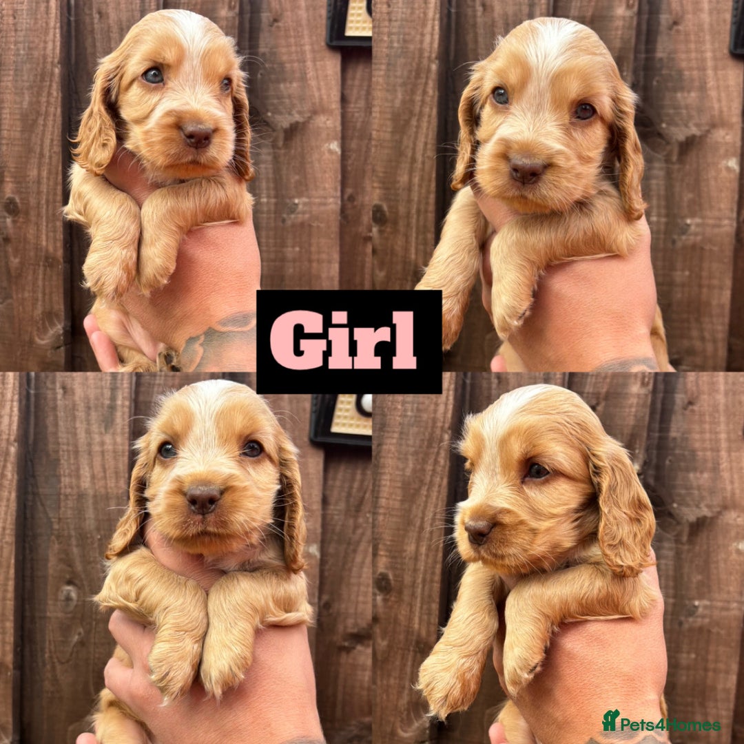 Cocker Spaniel dogs for sale: KC REGISTERED SHOW-TYPE COCKERS - Image 2